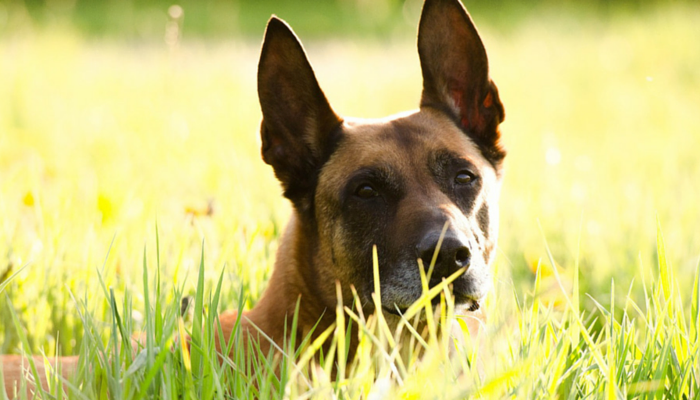 Teach Your Dog 5 Essential Skills Through Playful Training