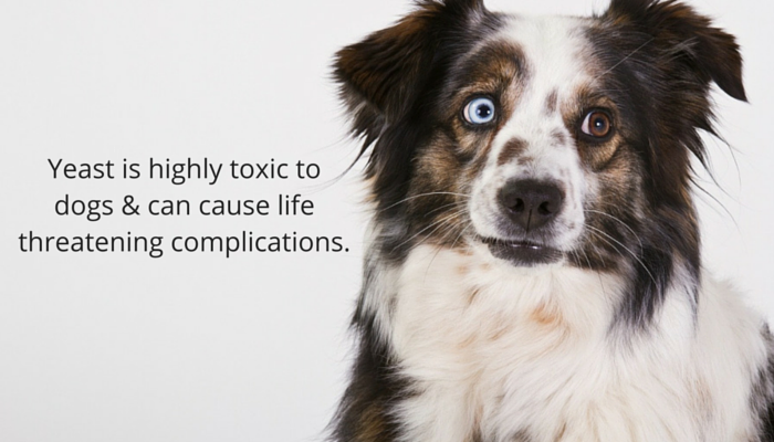 What You Need to Know About Dogs Eating Yeast