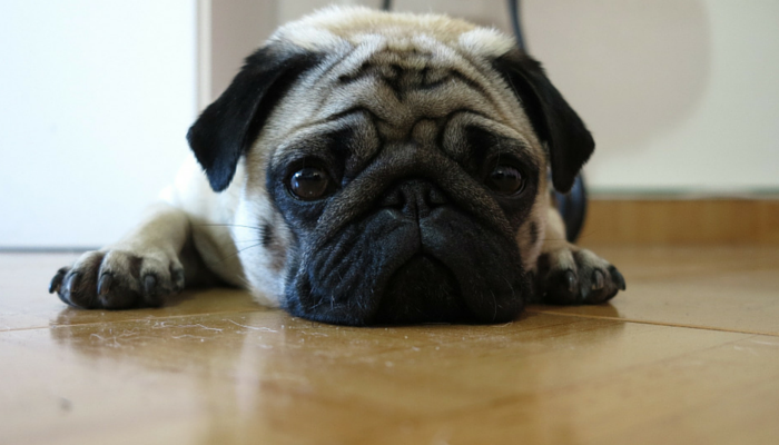 The Surprising Reasons Dogs Consume Their Own Vomit – What It Means for Your Pet