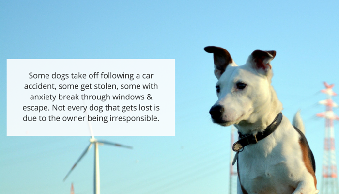 A Heartfelt Call: Stop Shaming Those Who Search for Lost Pets