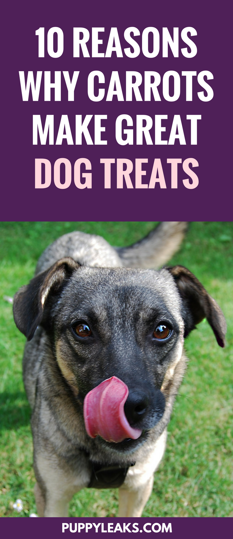 10 Proven Reasons Carrots Are the Best Dog Treat
