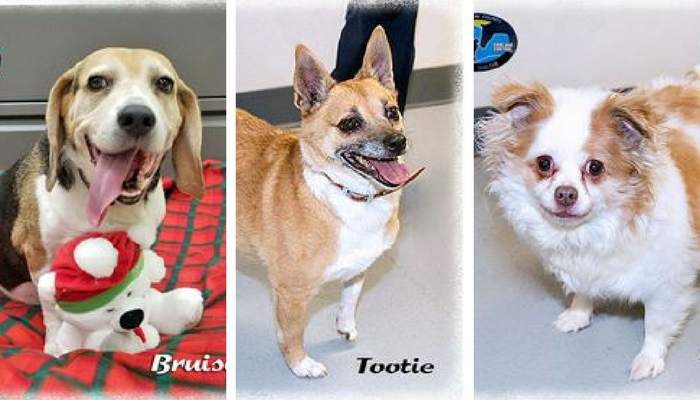 Top 10 Dog Adoption Centers in Southeast Michigan