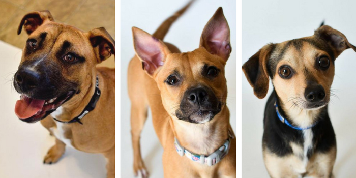Top 10 Dog Adoption Centers in Southeast Michigan