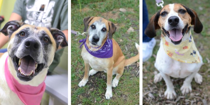 Top 10 Dog Adoption Centers in Southeast Michigan