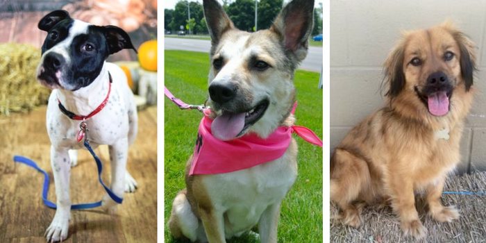 Top 10 Dog Adoption Centers in Southeast Michigan