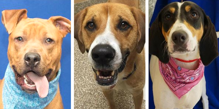 Top 10 Dog Adoption Centers in Southeast Michigan