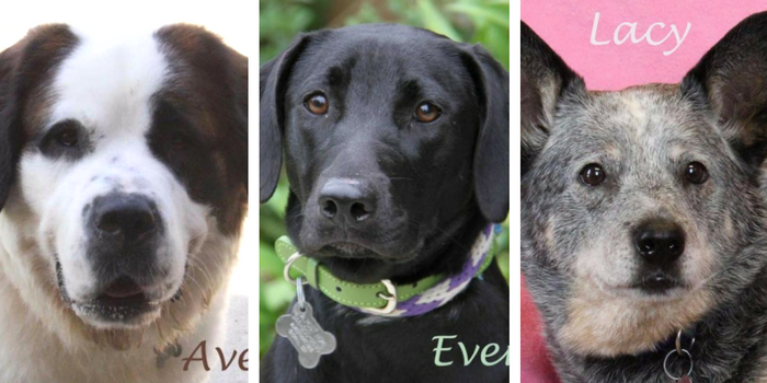 Top 10 Dog Adoption Centers in Southeast Michigan
