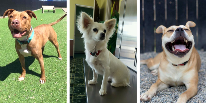 Top 10 Dog Adoption Centers in Southeast Michigan