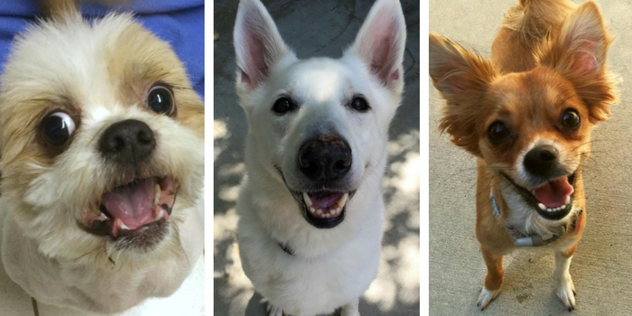 Top 10 Dog Adoption Centers in Southeast Michigan