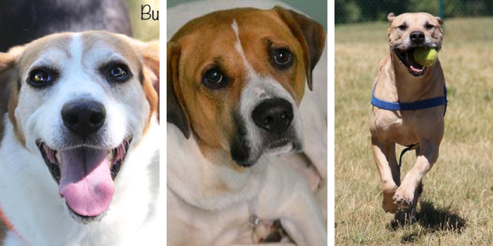 Top 10 Dog Adoption Centers in Southeast Michigan