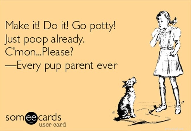 Do Dogs Really Have a ‘Poop Compass’? The Science Behind Their Spot‑Choosing Habits