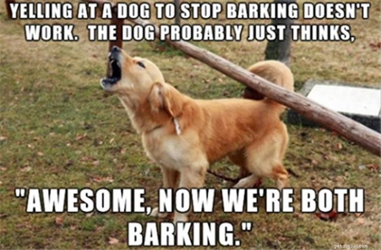 How I Quietly Cured My Dog’s Alert Barking: A Proven, Easy Technique