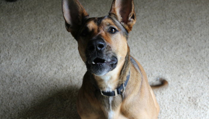 How I Quietly Cured My Dog’s Alert Barking: A Proven, Easy Technique