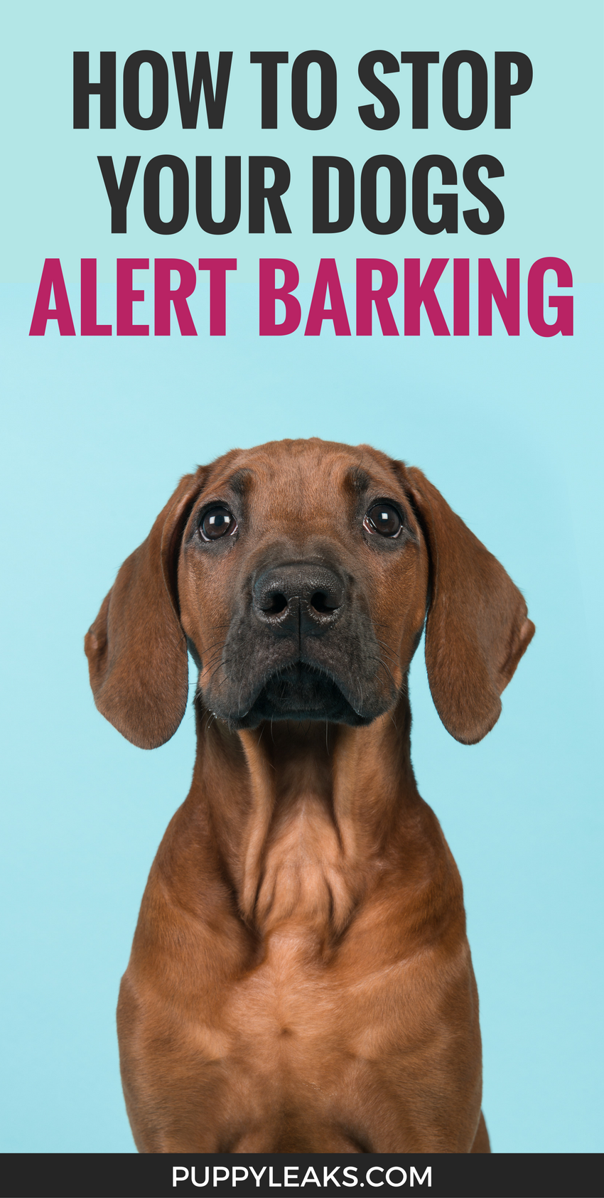 How I Quietly Cured My Dog’s Alert Barking: A Proven, Easy Technique
