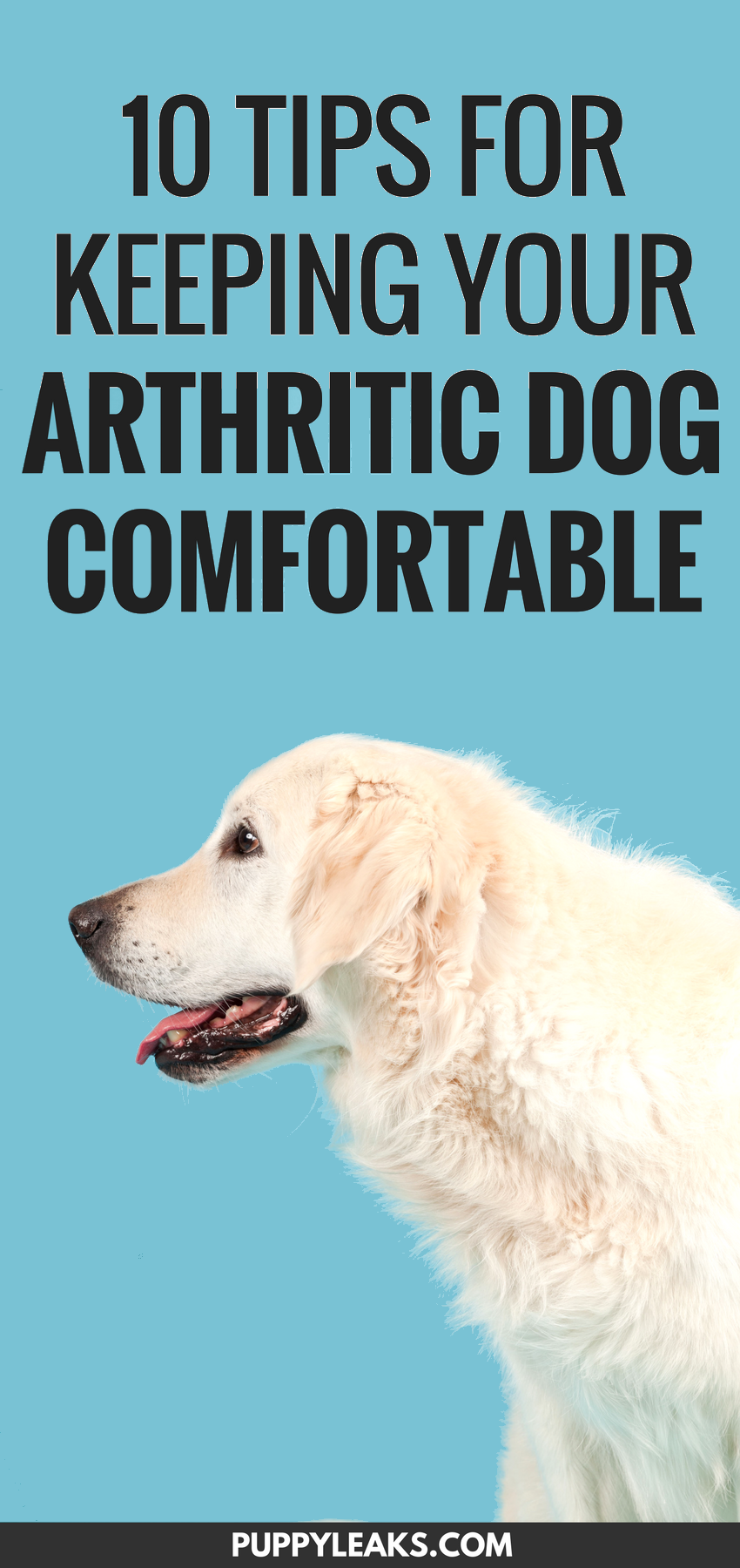 10 Proven Ways to Ease Arthritis and Keep Your Dog Comfortable