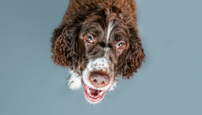 10 Proven Ways to Ease Arthritis and Keep Your Dog Comfortable