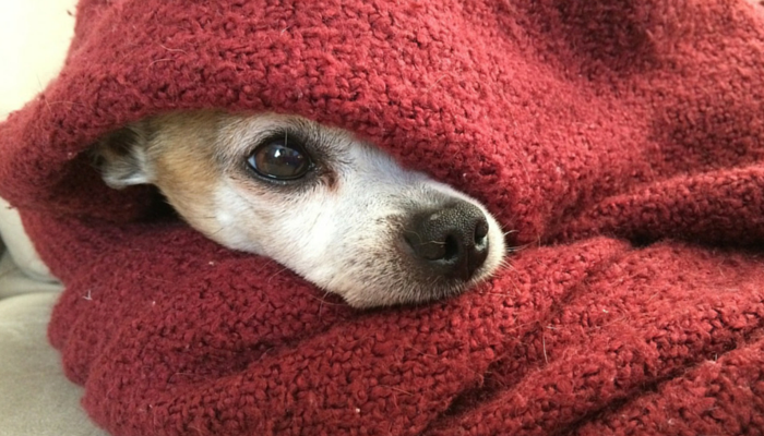 10 Proven Ways to Ease Arthritis and Keep Your Dog Comfortable