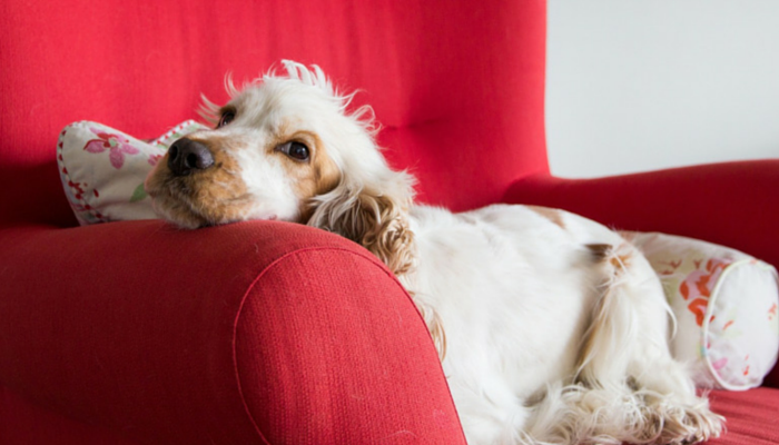10 Proven Ways to Ease Arthritis and Keep Your Dog Comfortable