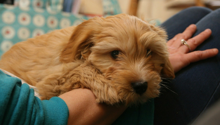 Research Shows Dogs Reduce Stress in Families Caring for Children with Autism