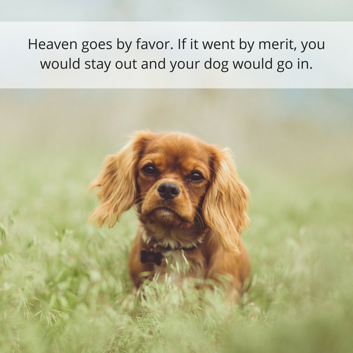 30 Compassionate Quotes to Help You Grieve After Losing a Dog