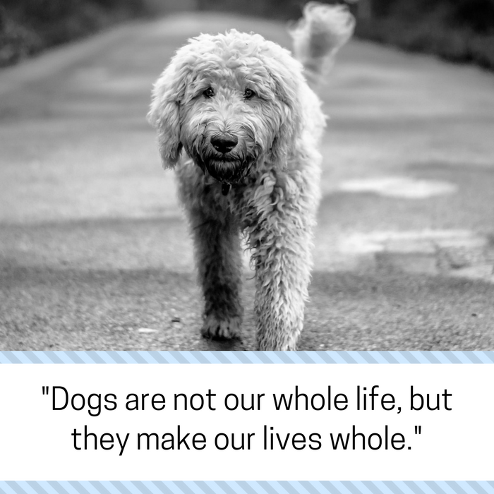30 Compassionate Quotes to Help You Grieve After Losing a Dog