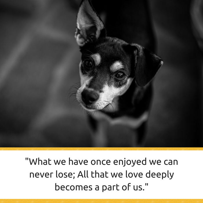 30 Compassionate Quotes to Help You Grieve After Losing a Dog