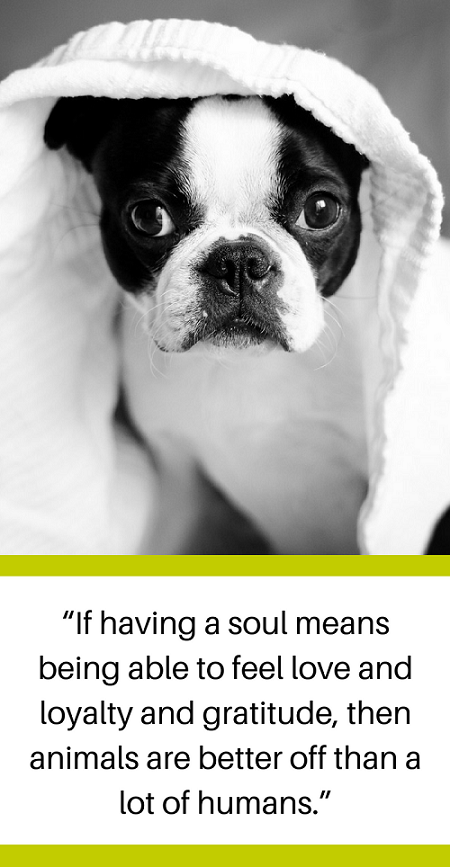 30 Compassionate Quotes to Help You Grieve After Losing a Dog