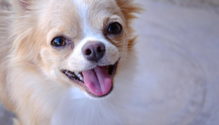 From Tricks to Positive Reinforcement: My Journey in Dog Training