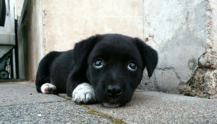 Why I Choose Not to Judge Those Who Surrender Their Pets