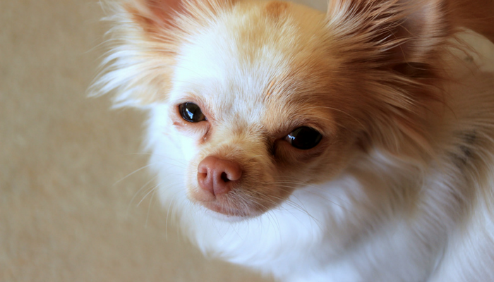 Understanding Why Dogs Guard Their Food: Causes and Solutions