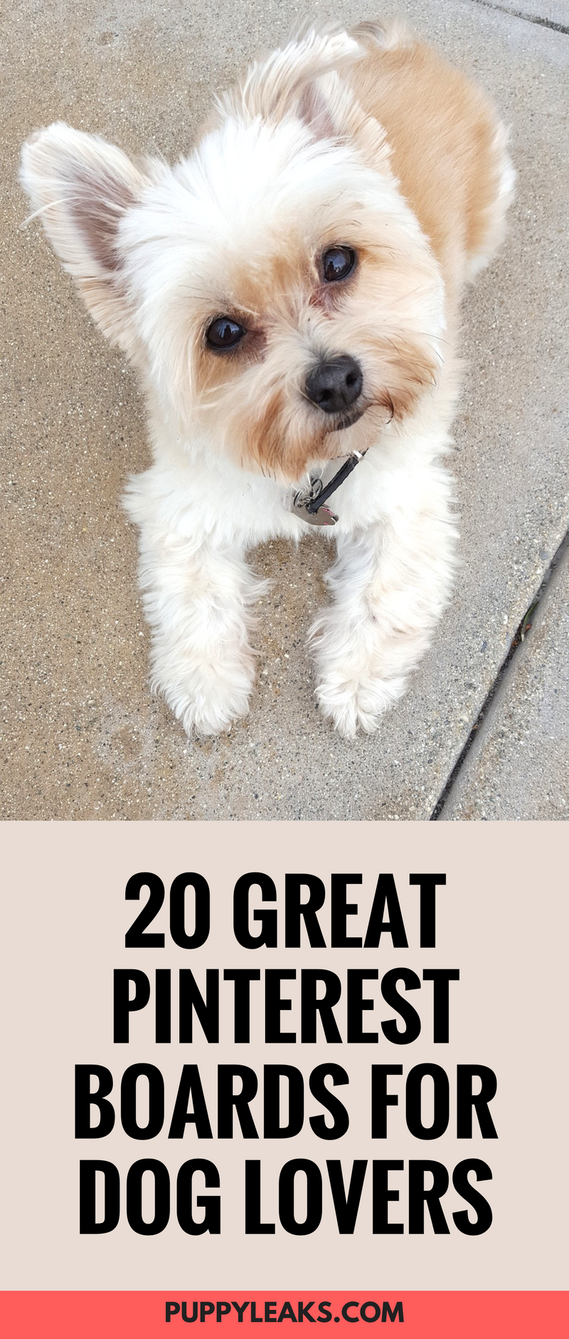 Top 20 Pinterest Boards Every Dog Lover Should Follow