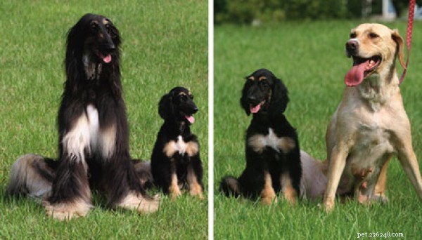 Cloning Your Dog for $100,000: Pros, Cons, and Ethical Considerations
