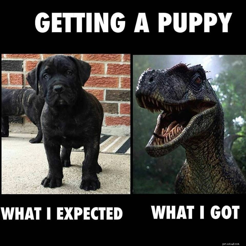 Avoid These 5 Common Mistakes When Teaching Your Puppy Bite Inhibition