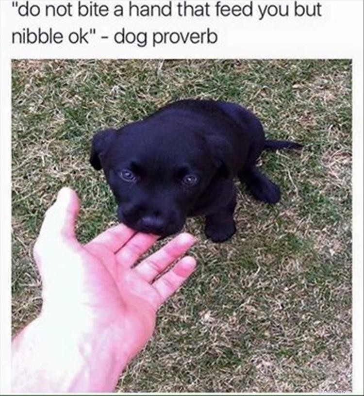 Avoid These 5 Common Mistakes When Teaching Your Puppy Bite Inhibition