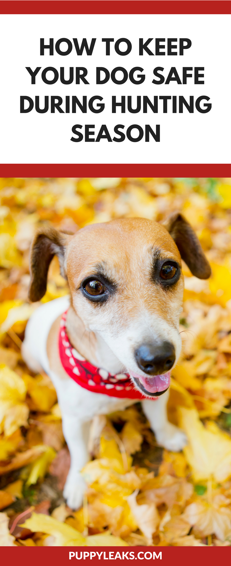 Stay Safe: 15 Essential Dog Safety Tips for Hunting Season
