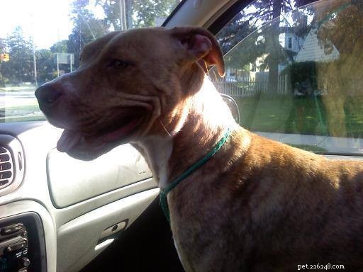 12 Heartwarming Smiles: Shelter Dogs Find Forever Homes