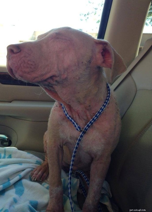 12 Heartwarming Smiles: Shelter Dogs Find Forever Homes