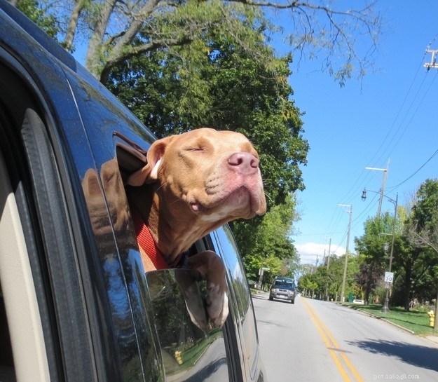 12 Heartwarming Smiles: Shelter Dogs Find Forever Homes