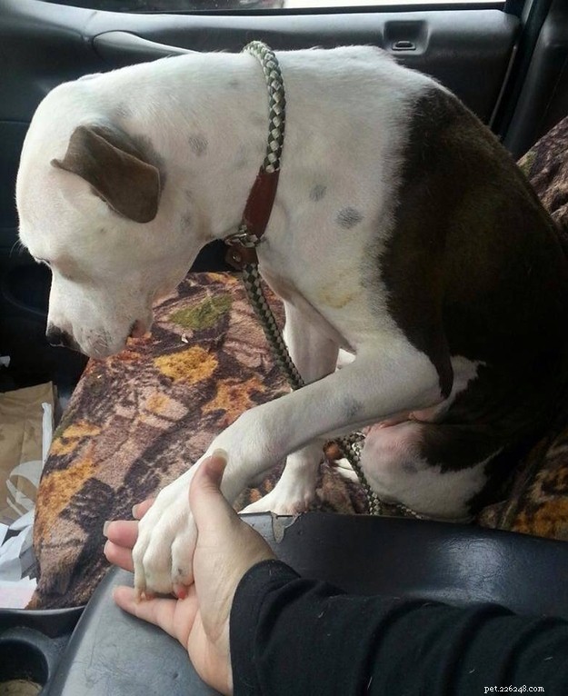 12 Heartwarming Smiles: Shelter Dogs Find Forever Homes