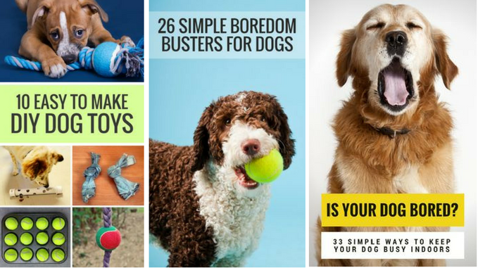Pet Blogger Challenge 2017: Share, Discover, and Grow with GoPetFriendly