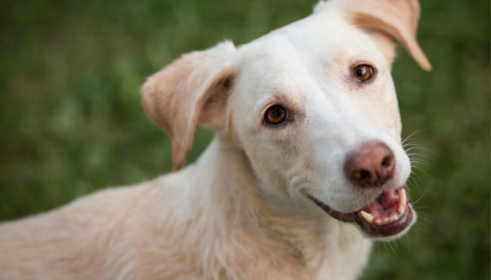 Engage Your Dog: 3 Simple Nose‑Work Games Everyone Can Play