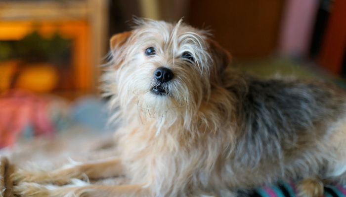 Engage Your Dog: 3 Simple Nose‑Work Games Everyone Can Play