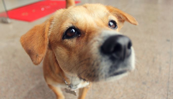 Engage Your Dog: 3 Simple Nose‑Work Games Everyone Can Play