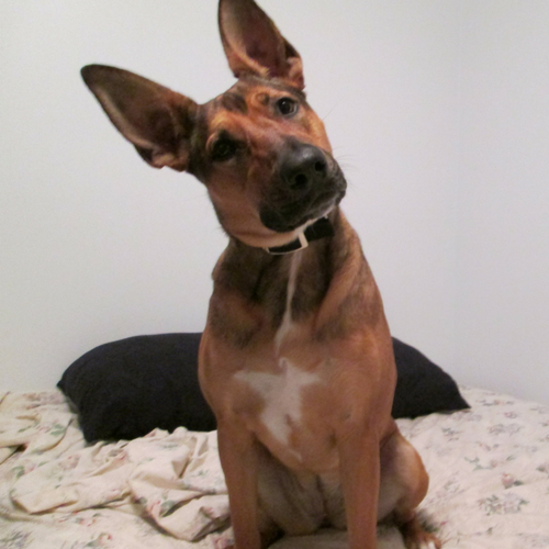 Mastering Dog Training: The Critical Role of Patience
