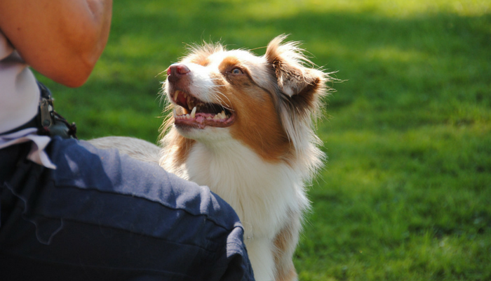 Beginner s Guide to Clicker Training: Simple, Effective, and Affordable