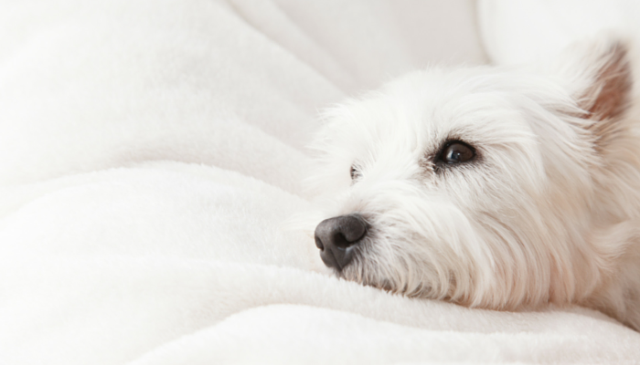 How a Simple Trick Eased My Dog s Mild Separation Anxiety