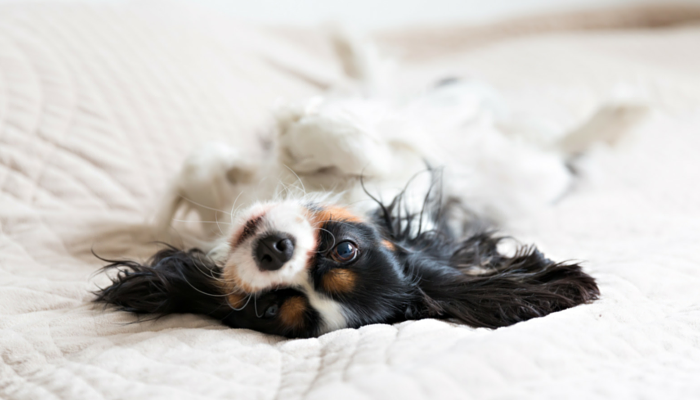 How a Simple Trick Eased My Dog s Mild Separation Anxiety