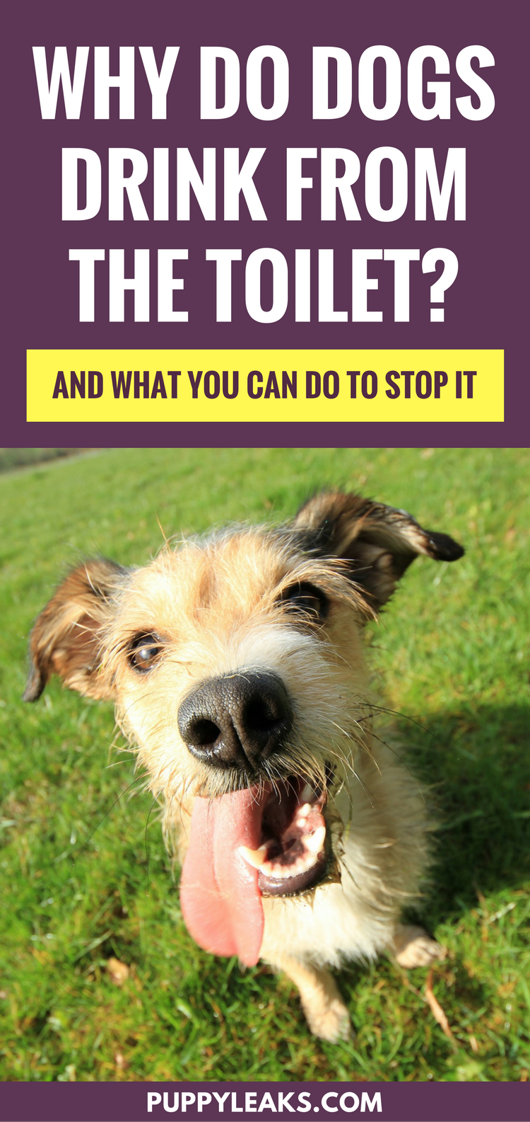 Why Dogs Drink From the Toilet: The Science Behind the Habit