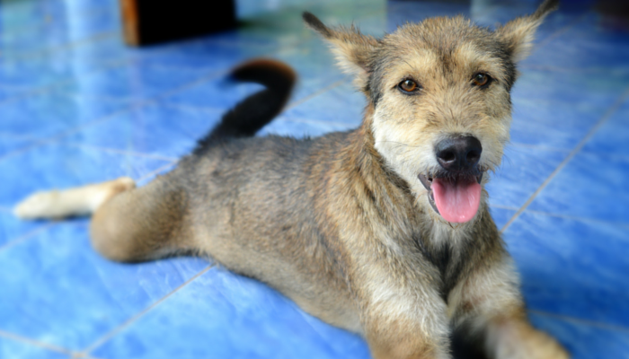 Why Dogs Drink From the Toilet: The Science Behind the Habit