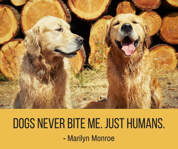 30 Hilarious & Heartwarming Dog Quotes to Brighten Your Day
